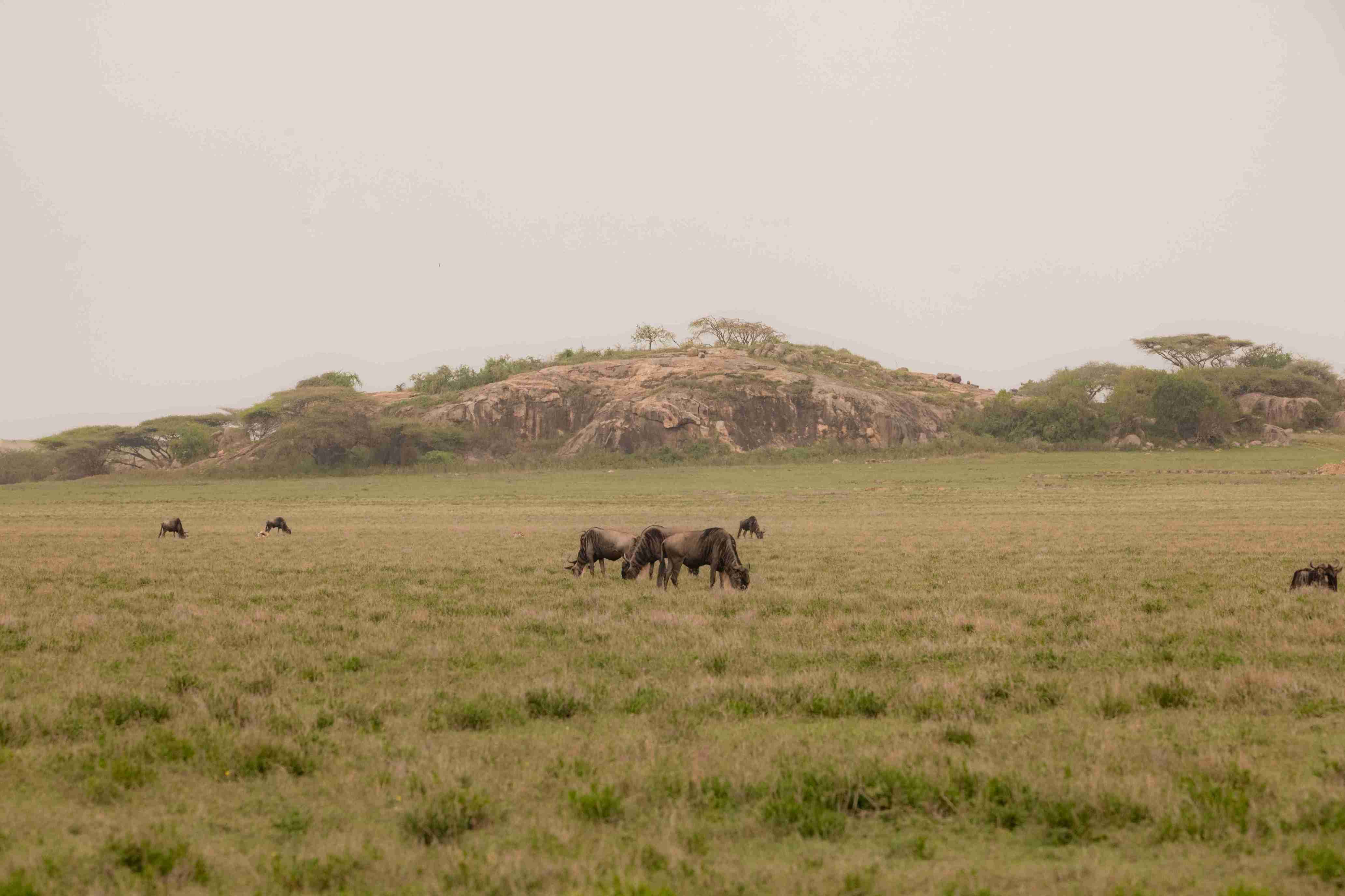 Great Migration