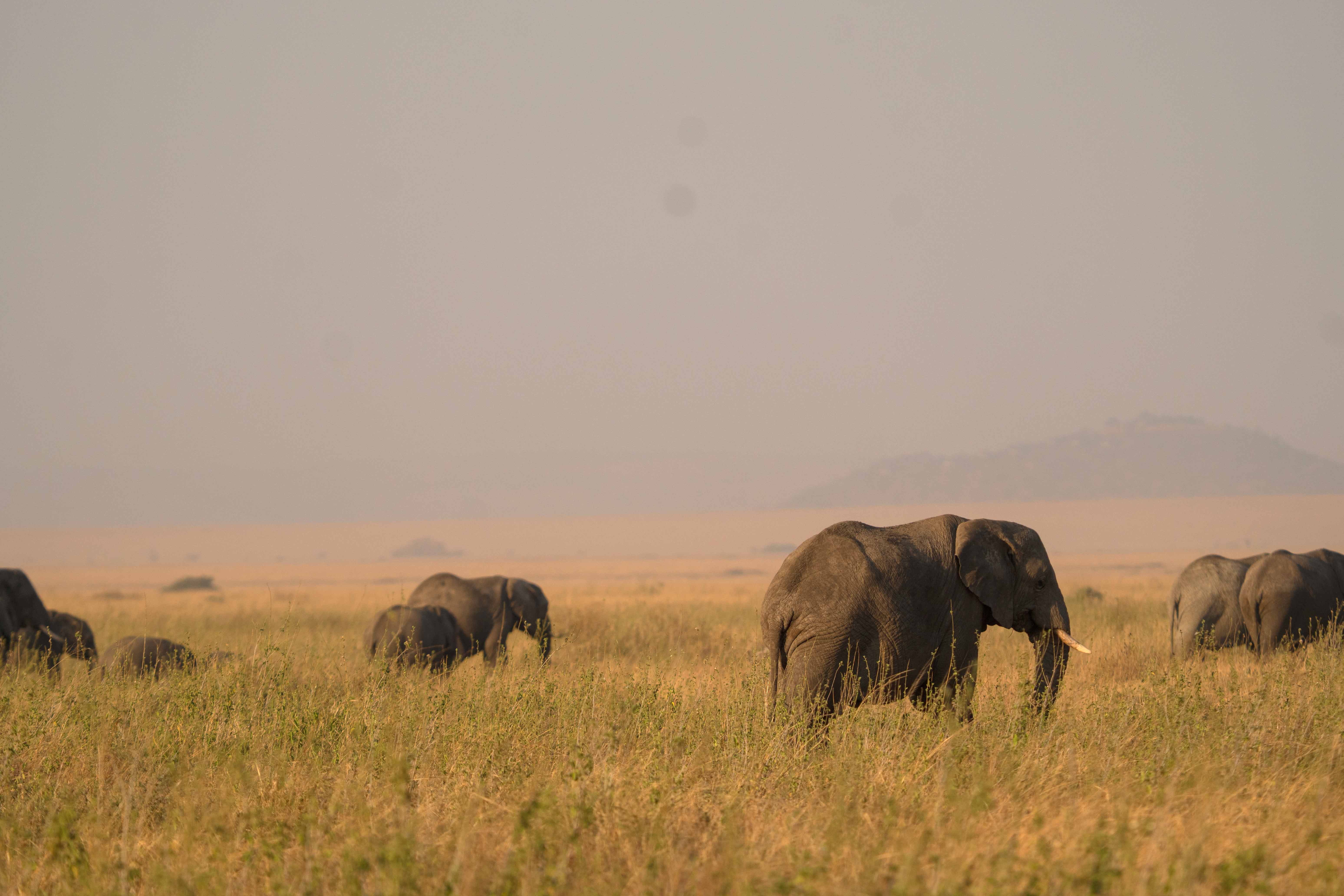 The Serengeti Experience